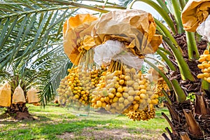 Plenty of fresh, ripe, yellow-orange dates are harvested on a field planted