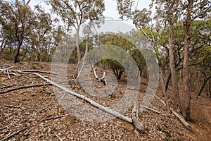 Plenty Gorge Parklands in Australia