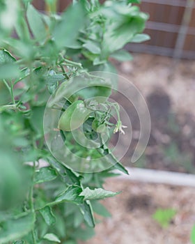 Plenty green tomatoes with flower on vines tree branches at backyard garden near Dallas, Texas, USA