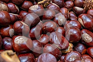 Plenty of horse chestnuts as winter food for horses and wild animals with burgundy brown fruits are a decorative horse chestnut