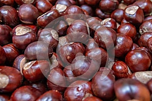 Plenty of horse chestnuts as winter food for horses and wild animals with burgundy brown fruits are a decorative horse chestnut