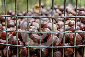 Plenty of horse chestnuts as winter food for horses and wild animals in a metal bucket are a decorative horse chestnut background