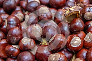 Plenty of horse chestnuts as winter food for horses and wild animals in a metal bucket are a decorative horse chestnut background