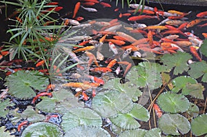 Plenty Koi Pet Fishes in the pond