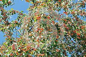 Plenty of little ornamental red yellow ripe apples on the branch