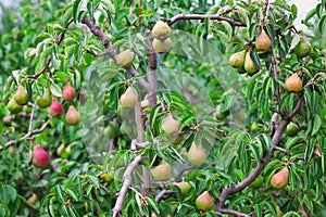 Plenty of pears growing on a tree