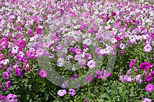 Plenty of petunias in various shades of pink