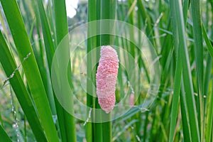 A plenty pink eggs of golden apple snail on a green grass leaf at the swamp