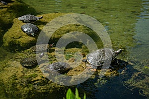 Plenty of pond slider turtle Trachemys scripta are basking in the sun on rocks in a pond