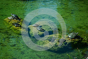 Plenty of pond slider turtle Trachemys scripta are basking in the sun on rocks in a pond