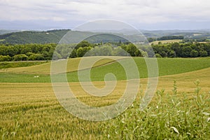 The Plenty of rice field