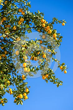 Plenty of ripe lemon fruits on lemon tree and blue sky at the background. View below