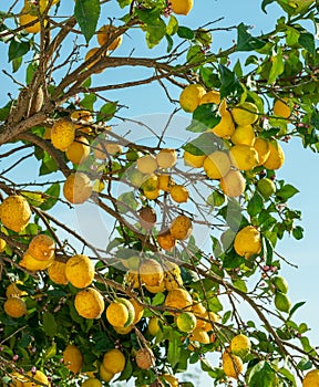Plenty of ripe lemon fruits on the tree. View at the fruits below photo