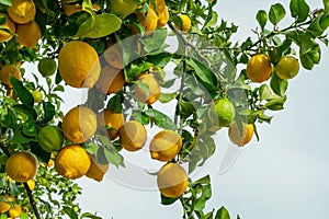 Plenty of ripe lemons on the lemon tree in the orchard. White building at the background