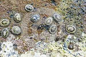 Plenty of shellfishes sticked on the stone at the beach photo