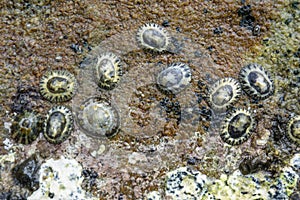 Plenty of shellfishes sticked on the stones at the beach photo