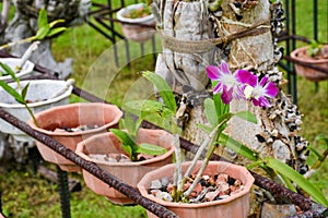 Plenty of small growing orchid flowers in the pots at the garden