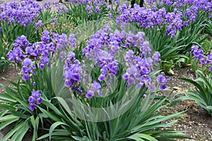 Plenty of violet flowers of Iris germanica