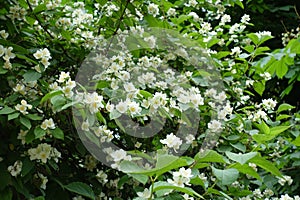 Plenty of white flowers of mock orange in June