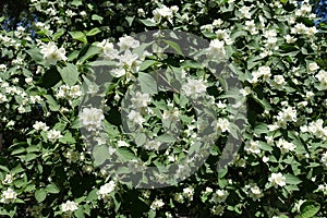 Plenty of white flowers of Philadelphus coronarius