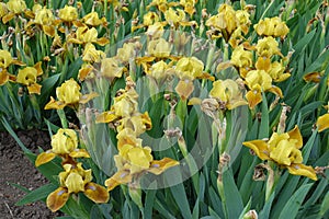 Plenty of yellow flowers of bearded irises