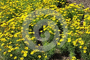 Plenty of yellow flowers of Coreopsis verticillata