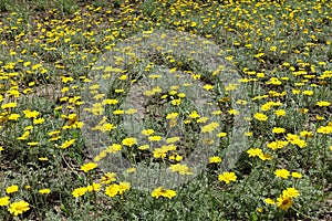 Plenty of yellow flowers of Cota tinctoria Kelwayi