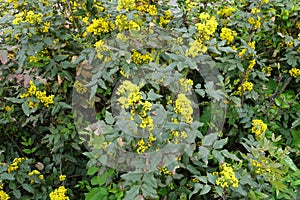 Plenty of yellow flowers of Oregon grape