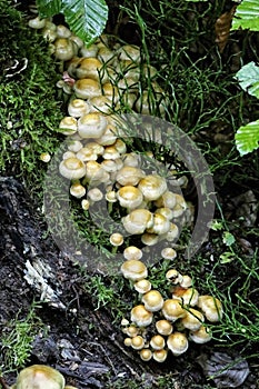 Plenty of yellow mushrooms in green moss