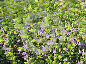 Pleocaulus Ritchei - Bunch of flowers - Kaas Plateau - Purple and green background