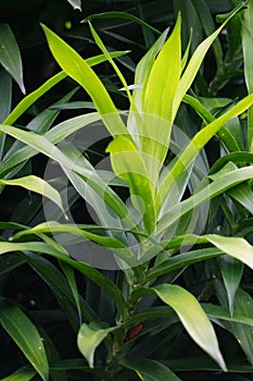 Pleomele angustifolia Suji, suji hijau, Dracaena angustifoliae leaves. The leaves are used to make green food coloring