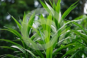 Pleomele angustifolia Suji, suji hijau, Dracaena angustifoliae leaves. The leaves are used to make green food coloring