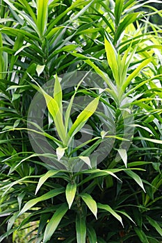 Pleomele angustifolia Suji, suji hijau, Dracaena angustifoliae leaves. The leaves are used to make green food coloring