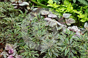 Plerandra elegantissima formerly called Schefflera and Dizygotheca, an evergreen tree plant. Indoor plants in flower pots,