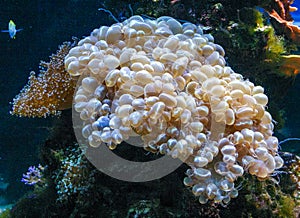 Plerogyra sinuosa - jelly-like species of the phylum Cnidaria, aquarium