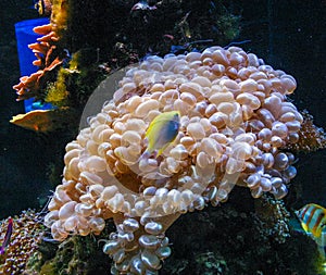 Plerogyra sinuosa - jelly-like species of the phylum Cnidaria, aquarium