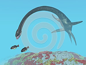 Plesiosaur Elasmosaurus photo