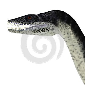 Plesiosaurus Reptile Head