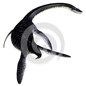 Plesiosaurus Reptile Tail