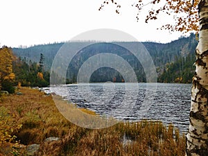 Plesne lake, acid lake in Å umava mountains, bohemia, Czech Republic, acid Rain