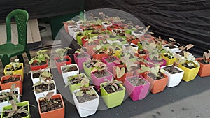 A plethora of green plants showcased in multicolored tubs!