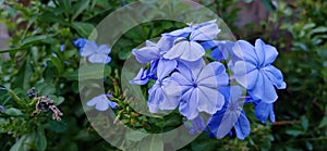 Plethora, plumbago, skyflower