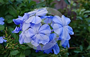 Plethora, plumbago, skyflower photo