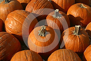Plethora of Pumpkins