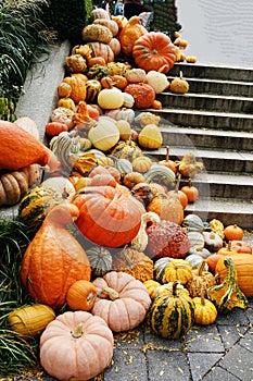 A plethora of pumpkins on the steps of the NYBG conservatory