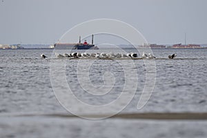 Plethora of seagulls