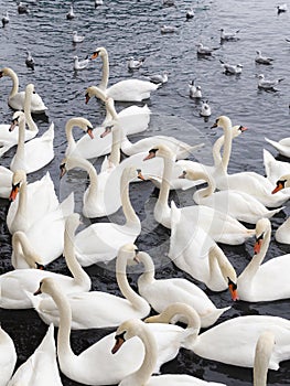 Plethora of swans and seagulls photo