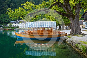 Pletna boats dock under a lakeside tree on Lake Bled, Slovenia