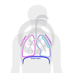 Pleura anatomical poster