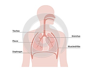 Pleura anatomical poster